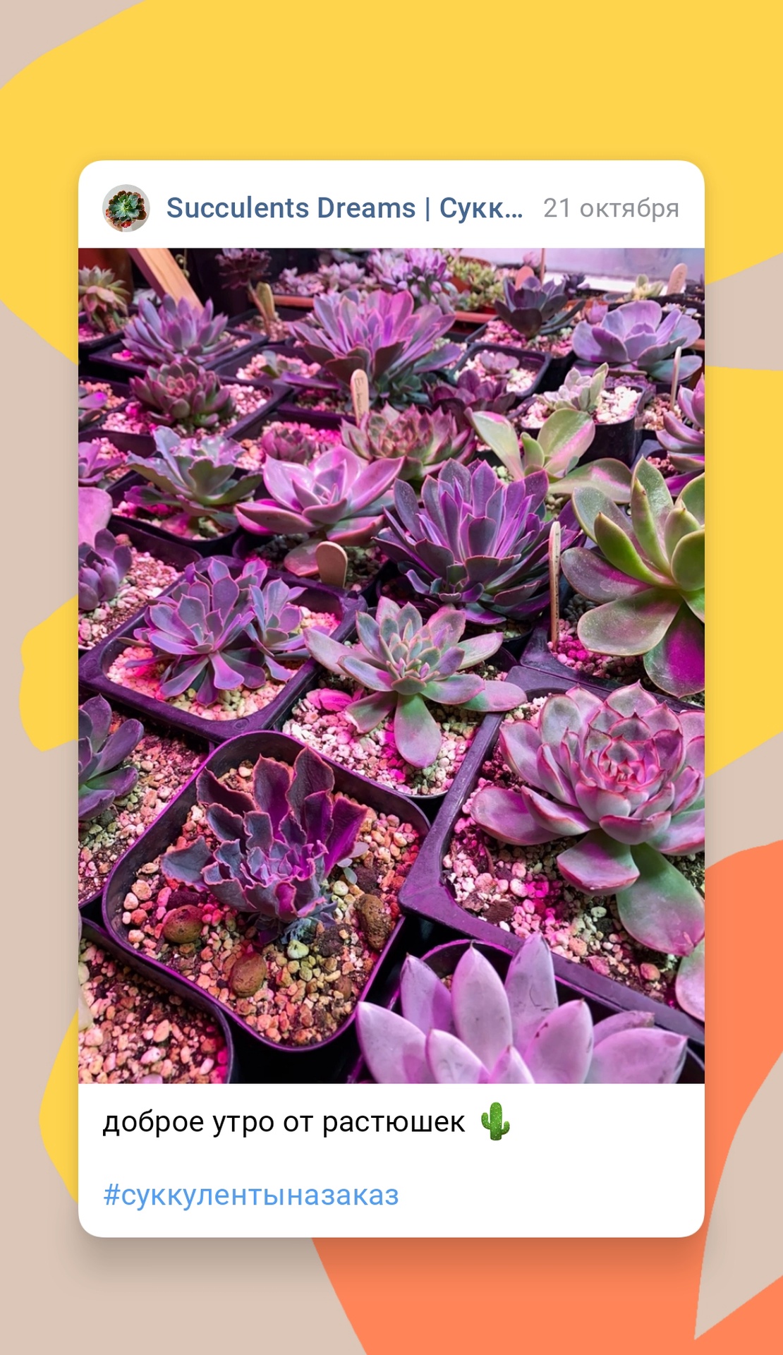 Succulents Dreams App Image