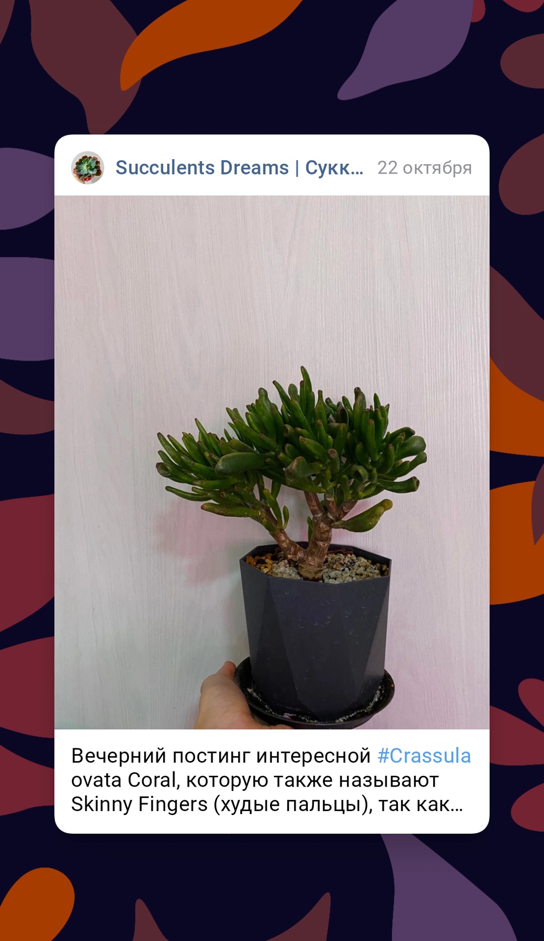 Succulents Dreams App Image