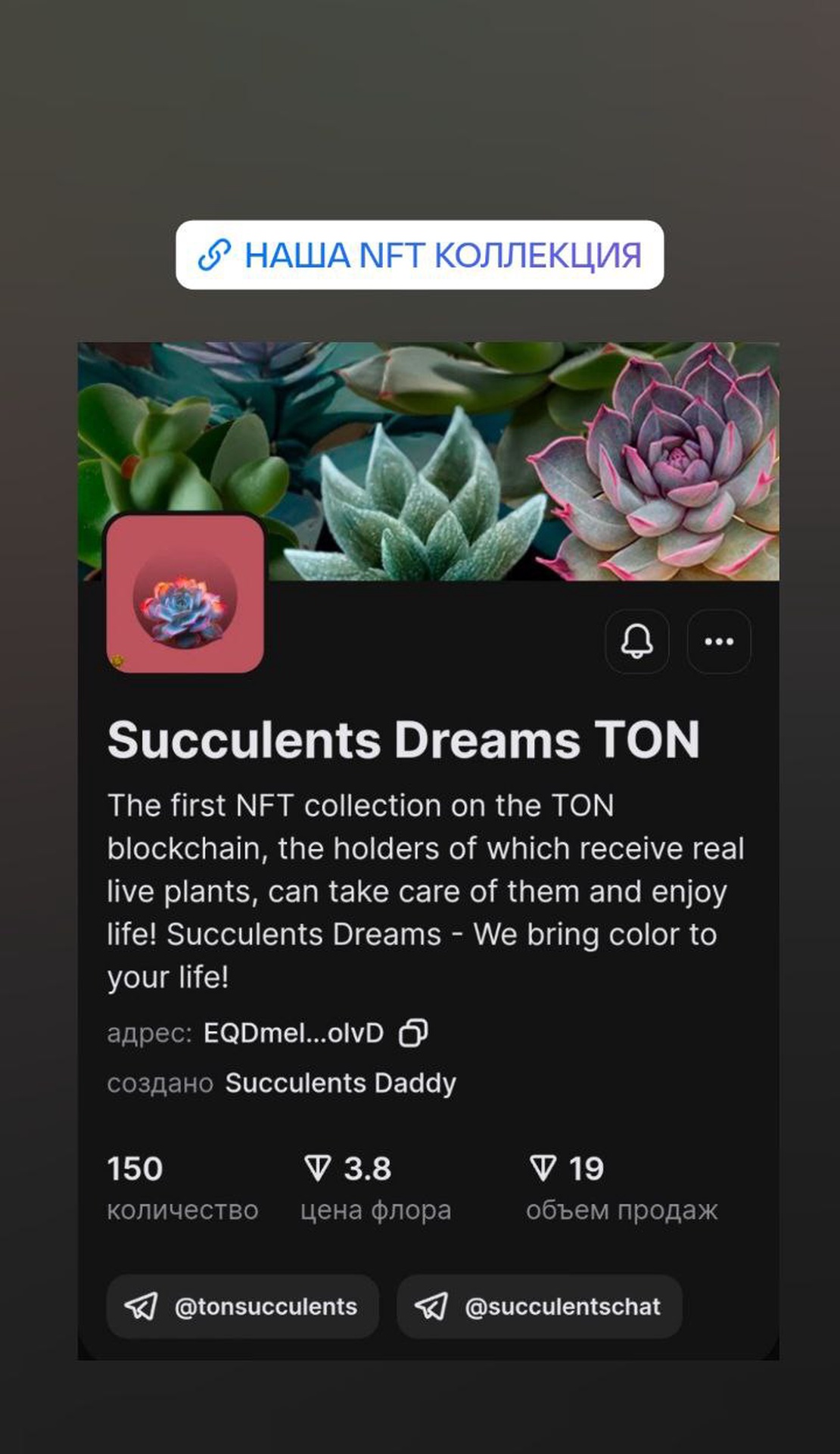 Succulents Dreams App Image