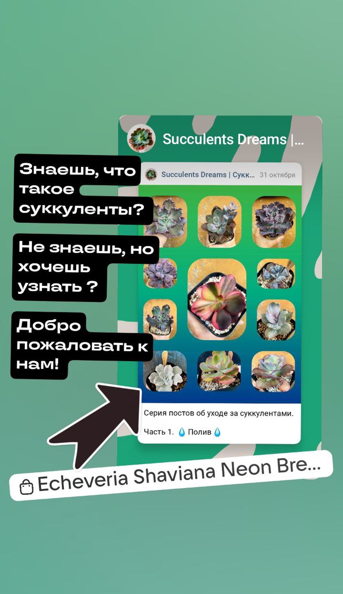 Succulents Dreams App Image